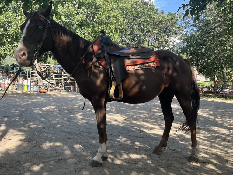 American Quarter Horse Stute 15 Jahre 149 cm Schecke in Braone