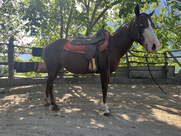 American Quarter Horse Stute 15 Jahre 149 cm Schecke in Braone