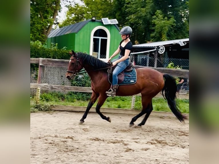 American Quarter Horse Stute 15 Jahre 150 cm Brauner in Lieskau