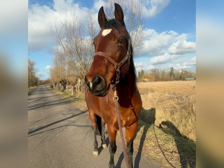 American Quarter Horse Stute 15 Jahre 150 cm Brauner in Lieskau