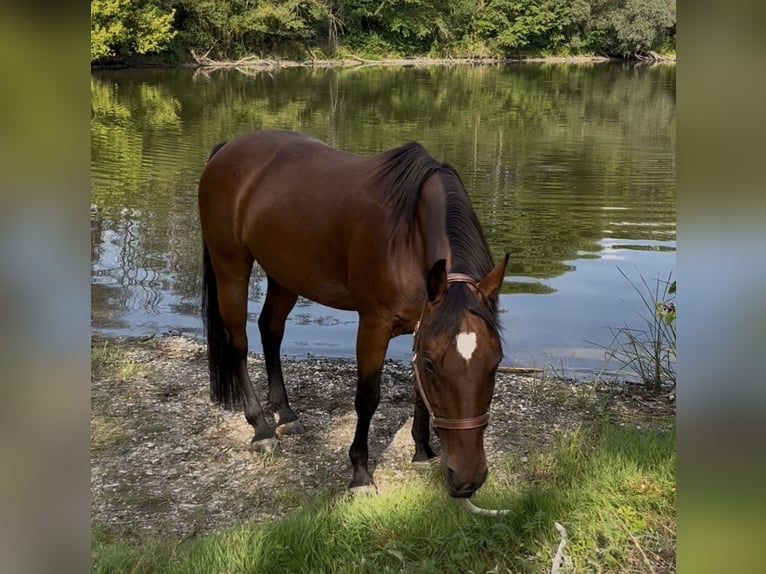 American Quarter Horse Stute 15 Jahre 150 cm Brauner in Lieskau