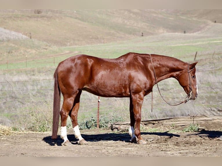 American Quarter Horse Stute 15 Jahre 150 cm Dunkelfuchs in Bitterwater CA