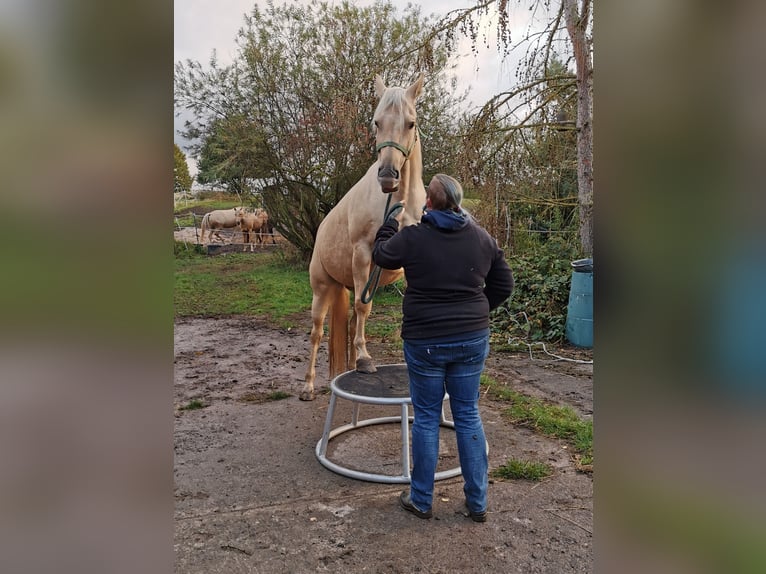 American Quarter Horse Stute 15 Jahre 150 cm Palomino in Landolfshausen