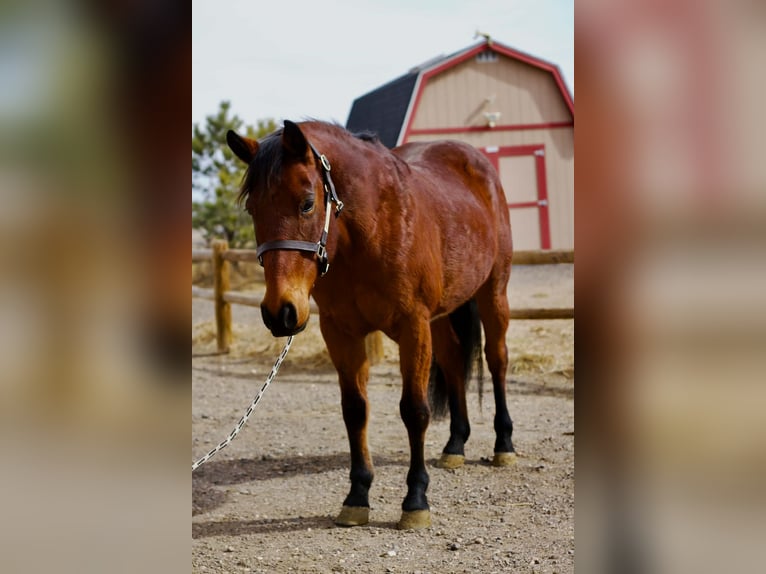 American Quarter Horse Stute 15 Jahre 150 cm Rotbrauner in Fort Collins