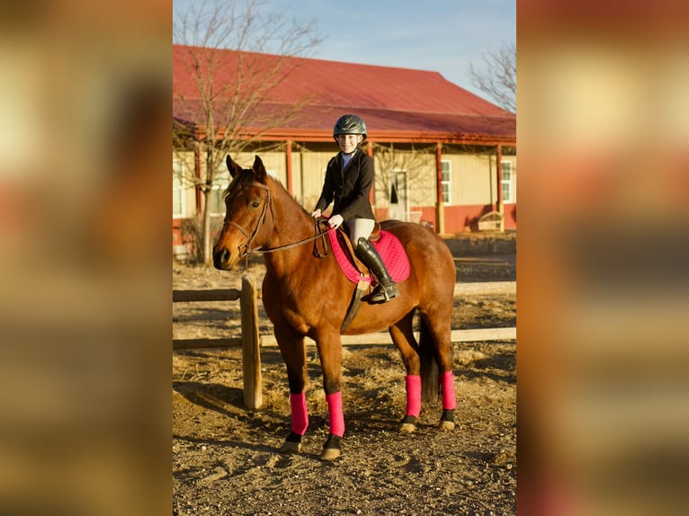 American Quarter Horse Stute 15 Jahre 150 cm Rotbrauner in Fort Collins
