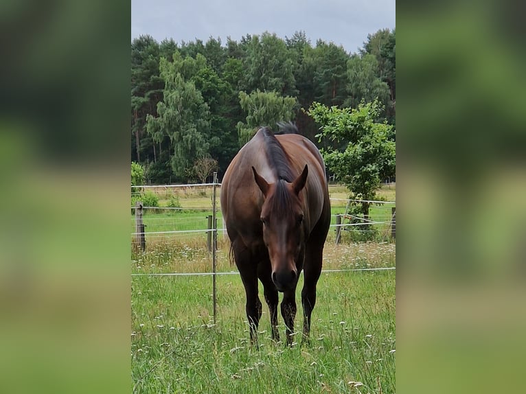 American Quarter Horse Stute 15 Jahre 151 cm Brauner in Seevetal