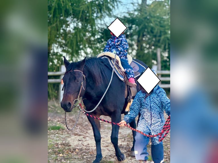 American Quarter Horse Stute 15 Jahre 151 cm Brauner in Seevetal