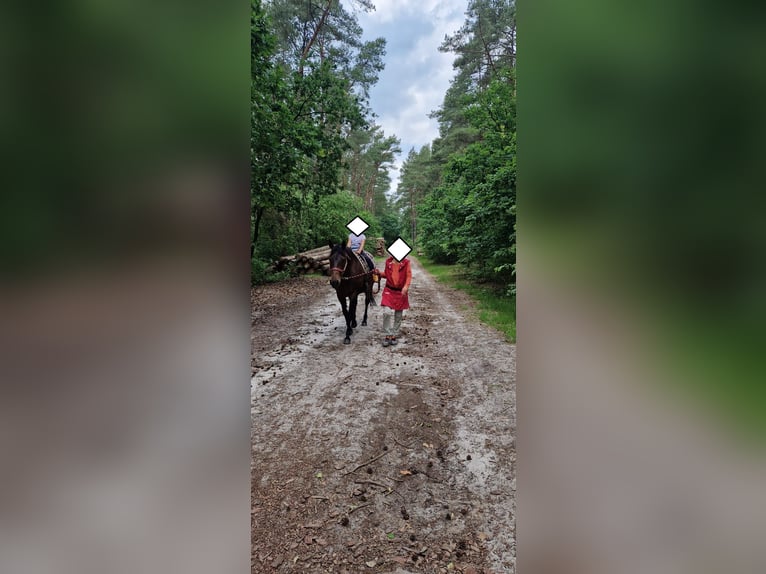 American Quarter Horse Stute 15 Jahre 151 cm Brauner in Seevetal