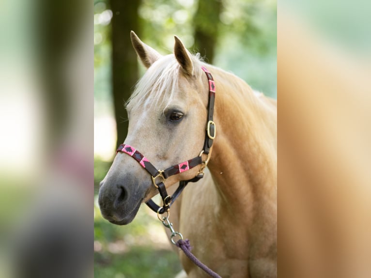 American Quarter Horse Stute 15 Jahre 151 cm Palomino in Hattingen