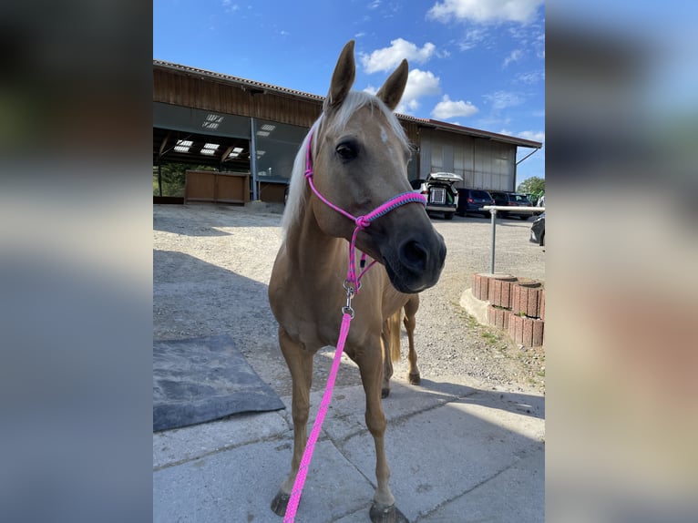 American Quarter Horse Stute 15 Jahre 151 cm Palomino in Hattingen