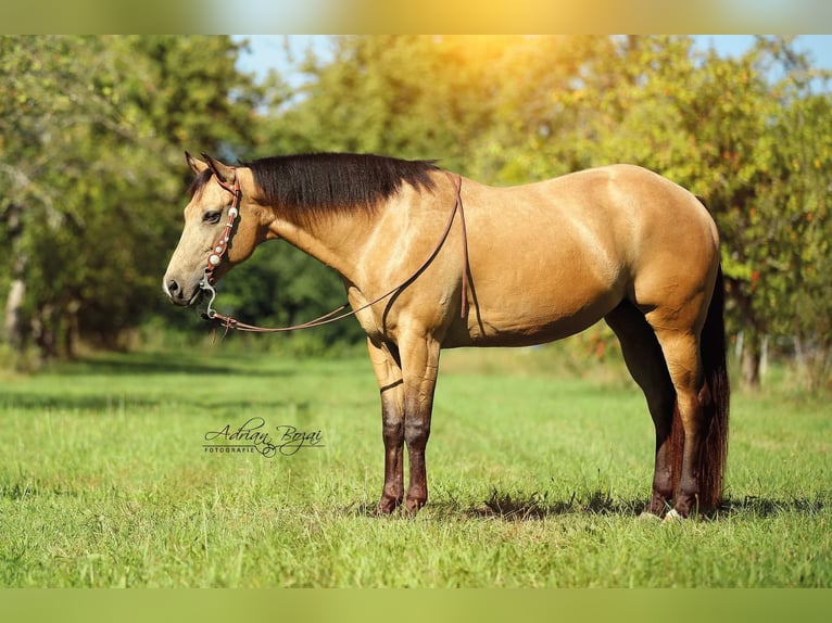 American Quarter Horse Stute 15 Jahre 152 cm Buckskin in Altenriet