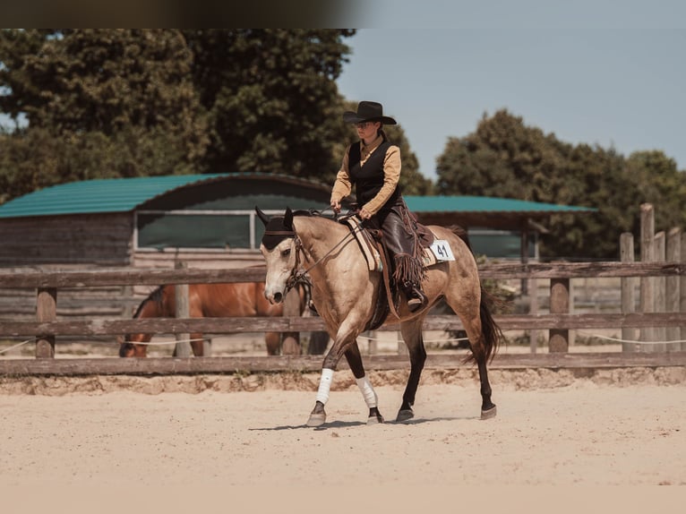 American Quarter Horse Stute 15 Jahre 152 cm Buckskin in Oranienburg