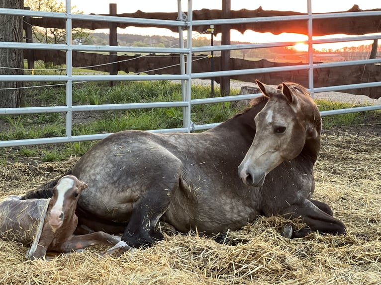American Quarter Horse Stute 15 Jahre 152 cm Buckskin in Oranienburg