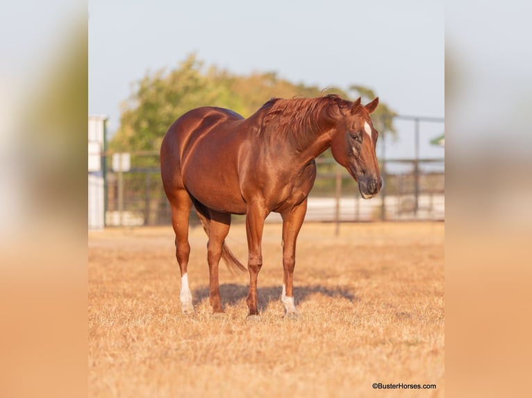 American Quarter Horse Stute 15 Jahre 152 cm Dunkelfuchs in WEATHERFORD, TX