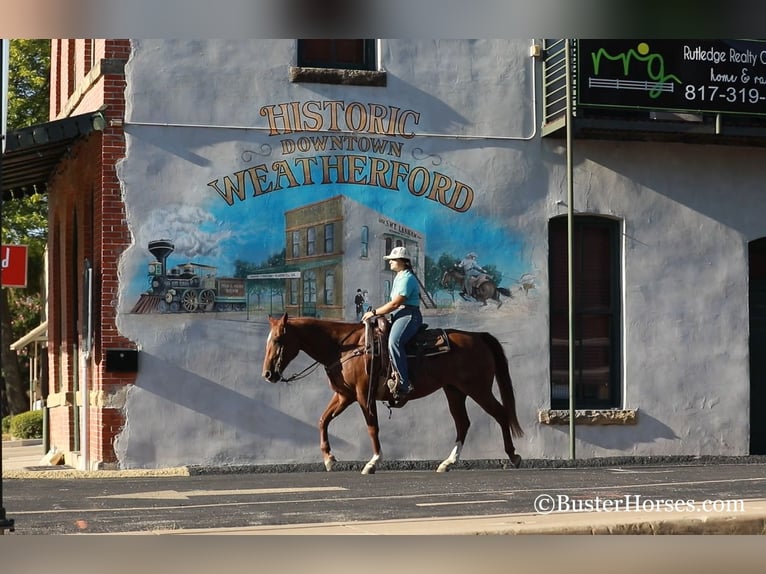 American Quarter Horse Stute 15 Jahre 152 cm Dunkelfuchs in WEATHERFORD, TX
