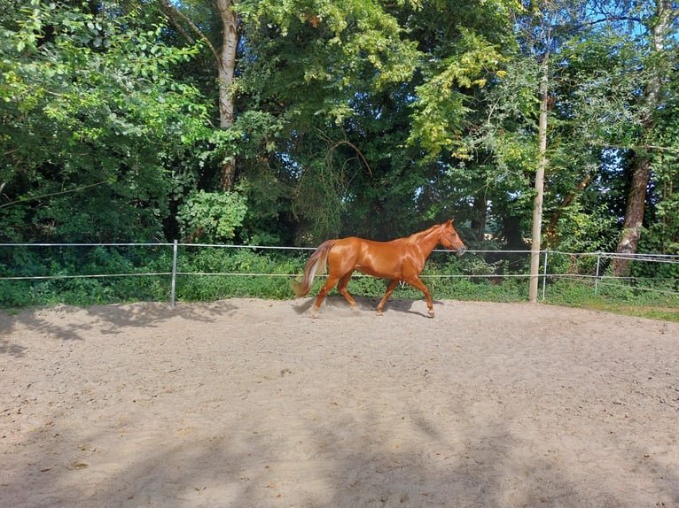 American Quarter Horse Stute 15 Jahre 152 cm Fuchs in Neuwied