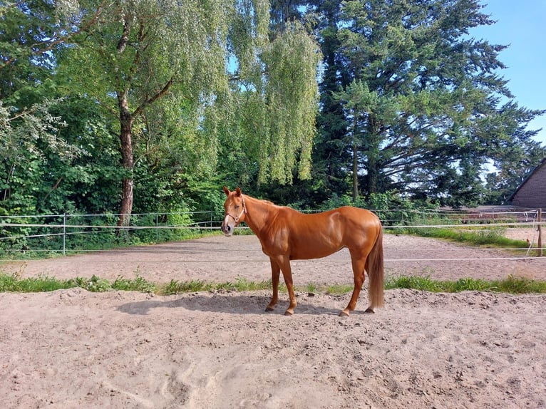 American Quarter Horse Stute 15 Jahre 152 cm Fuchs in Neuwied