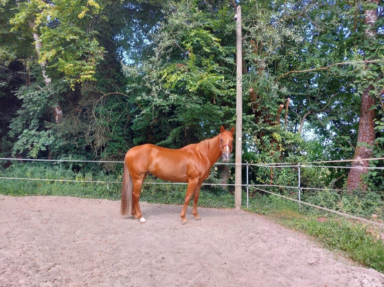 American Quarter Horse Stute 15 Jahre 152 cm Fuchs in Neuwied