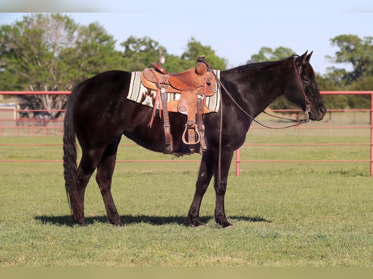 American Quarter Horse Stute 15 Jahre 152 cm Rappe in Grand Saline