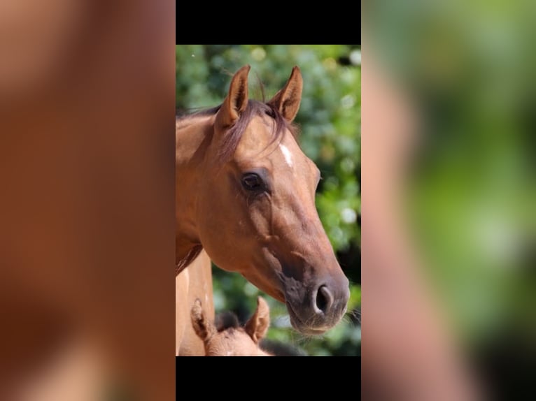 American Quarter Horse Stute 15 Jahre 152 cm Red Dun in Dortmund