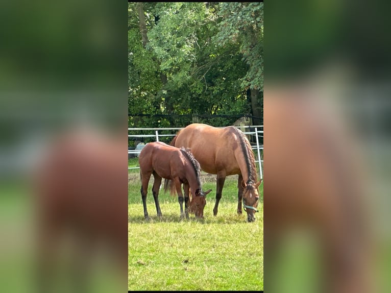 American Quarter Horse Stute 15 Jahre 152 cm Red Dun in Dortmund
