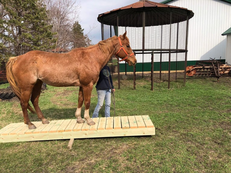 American Quarter Horse Stute 15 Jahre 152 cm Roan-Red in Valley Springs