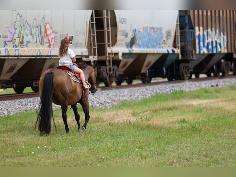 American Quarter Horse Stute 15 Jahre 152 cm Rotbrauner in Forney