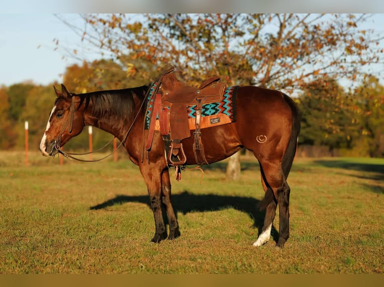 American Quarter Horse Stute 15 Jahre 152 cm Rotbrauner in Quitman