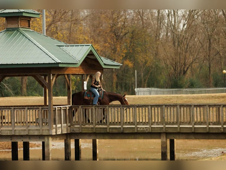 American Quarter Horse Stute 15 Jahre 152 cm Rotbrauner in Quitman