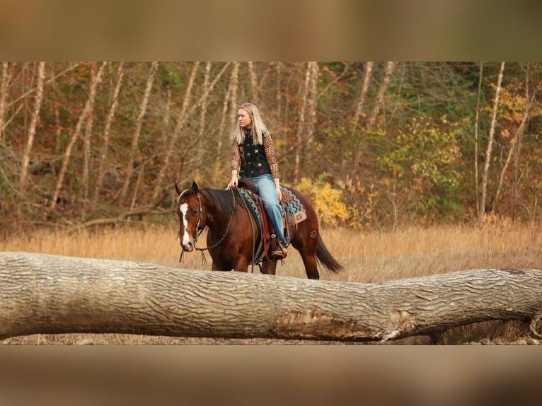 American Quarter Horse Stute 15 Jahre 152 cm Rotbrauner in Quitman