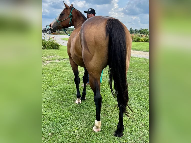 American Quarter Horse Stute 15 Jahre 152 cm Rotbrauner in Sedalia