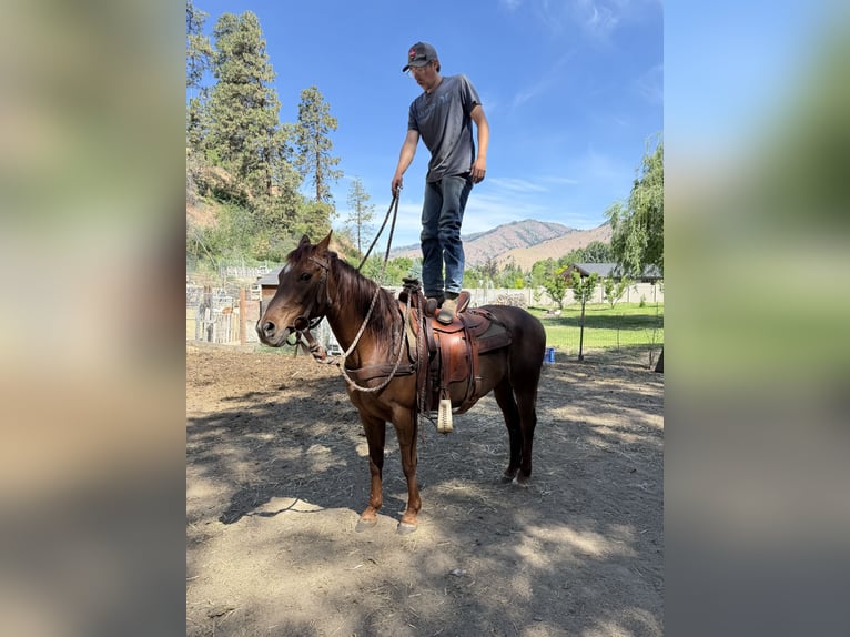 American Quarter Horse Mix Stute 15 Jahre 152 cm Rotfuchs in Cashmere