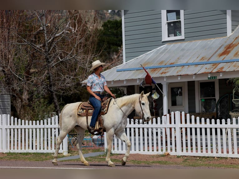 American Quarter Horse Stute 15 Jahre 152 cm Schimmel in Cottonwood AZ