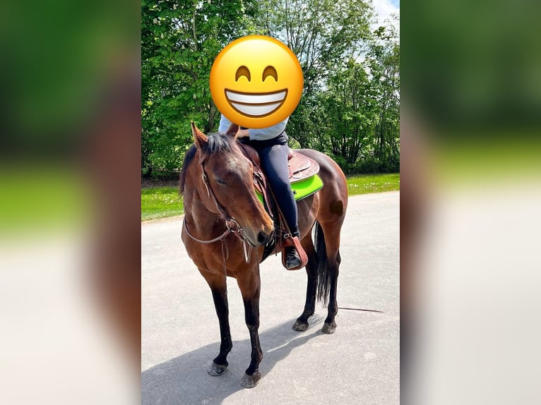 American Quarter Horse Stute 15 Jahre 153 cm Brauner in Jetzendorf