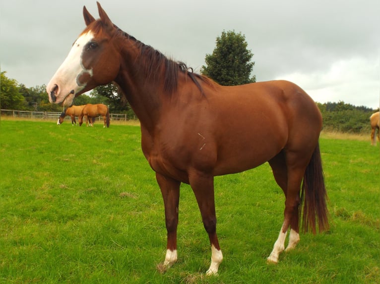 American Quarter Horse Stute 15 Jahre 153 cm Dunkelfuchs in Brecon
