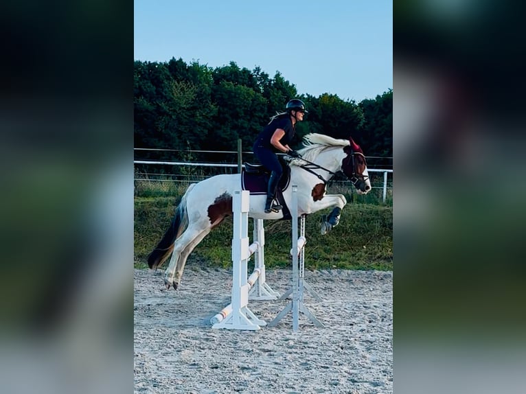 American Quarter Horse Mix Stute 15 Jahre 154 cm Schecke in Windeck