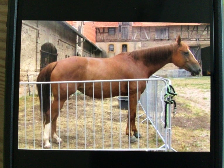 American Quarter Horse Stute 15 Jahre 155 cm Fuchs in Wanfried