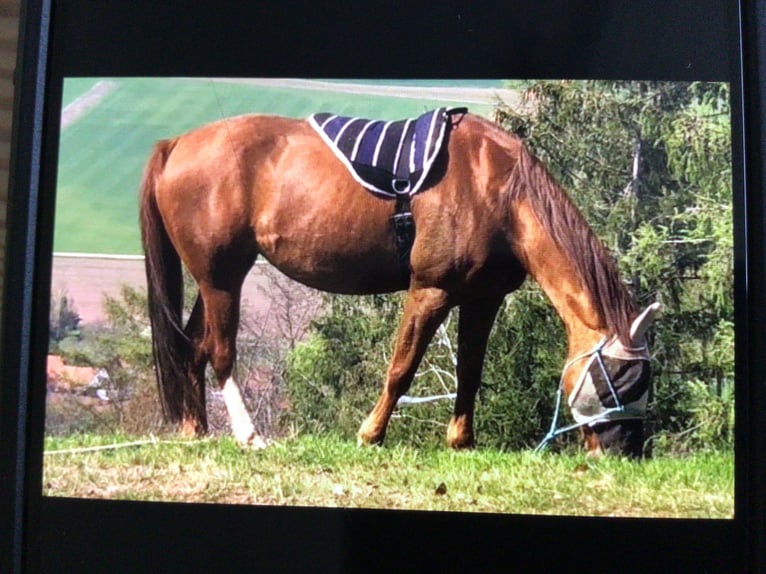 American Quarter Horse Stute 15 Jahre 155 cm Fuchs in Wanfried