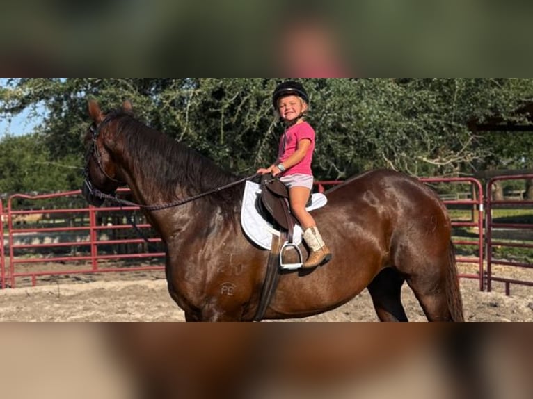 American Quarter Horse Stute 15 Jahre 155 cm Rotbrauner in Bronson