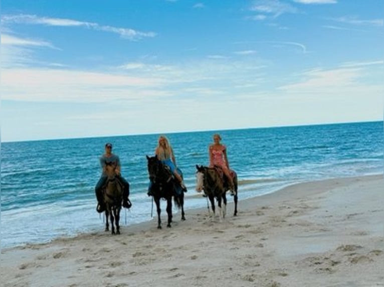 American Quarter Horse Stute 15 Jahre 155 cm Rotbrauner in Bronson