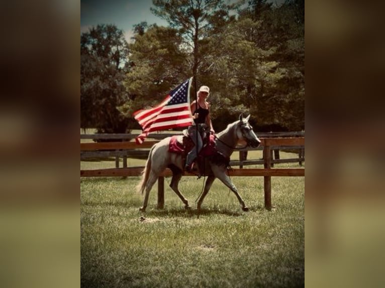 American Quarter Horse Stute 15 Jahre 155 cm Schimmel in Bronson
