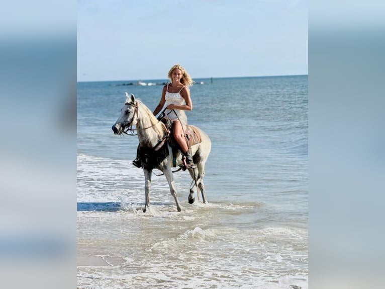 American Quarter Horse Stute 15 Jahre 155 cm Schimmel in Bronson