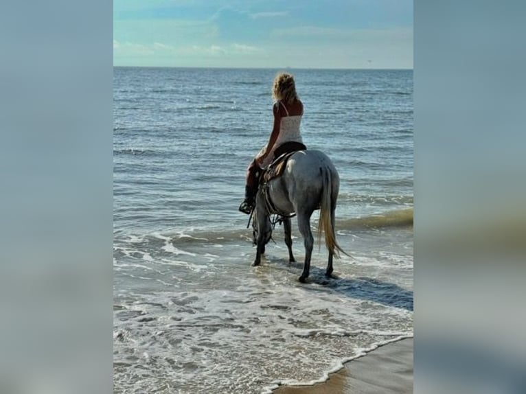 American Quarter Horse Stute 15 Jahre 155 cm Schimmel in Bronson