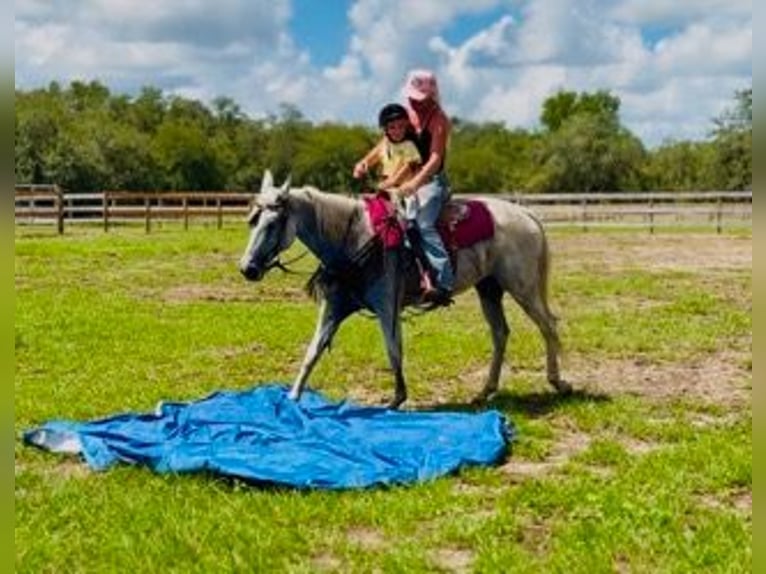 American Quarter Horse Stute 15 Jahre 155 cm Schimmel in Bronson