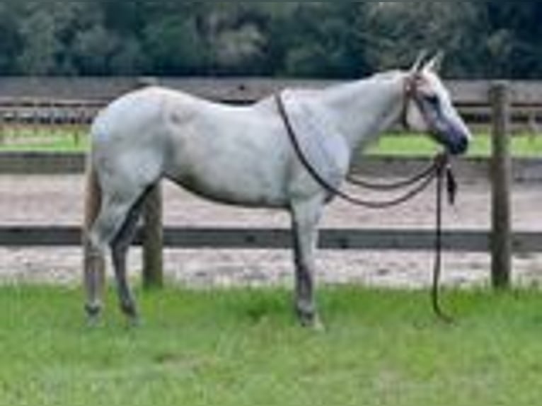 American Quarter Horse Stute 15 Jahre 155 cm Schimmel in Bronson