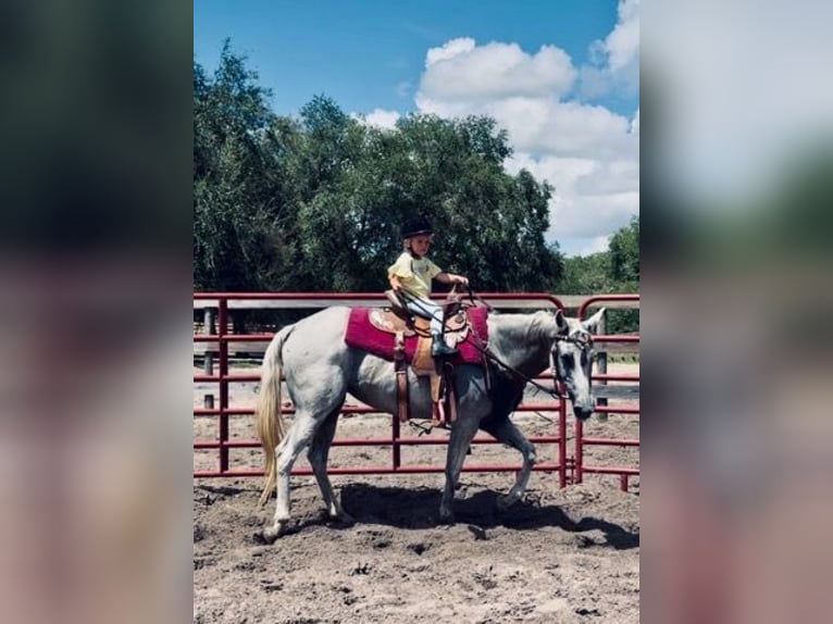 American Quarter Horse Stute 15 Jahre 155 cm Schimmel in Bronson