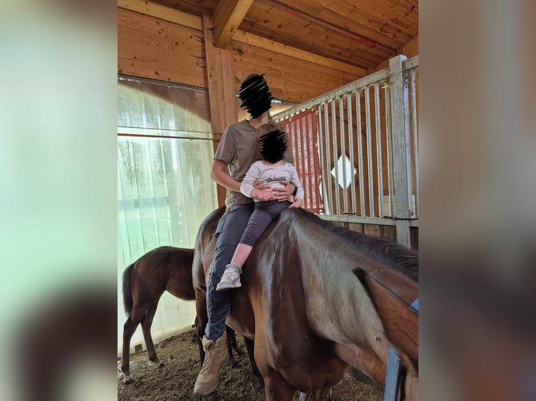 American Quarter Horse Stute 15 Jahre 156 cm Brauner in Peiting