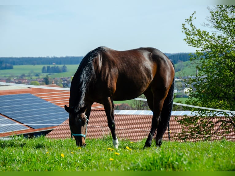 American Quarter Horse Stute 15 Jahre 156 cm Brauner in Peiting