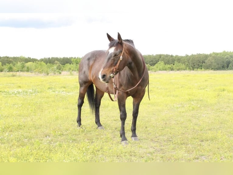 American Quarter Horse Stute 15 Jahre 157 cm Rotbrauner in Moydock NC