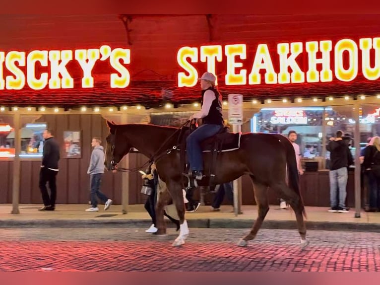 American Quarter Horse Stute 15 Jahre 157 cm Rotfuchs in Weatherford TX